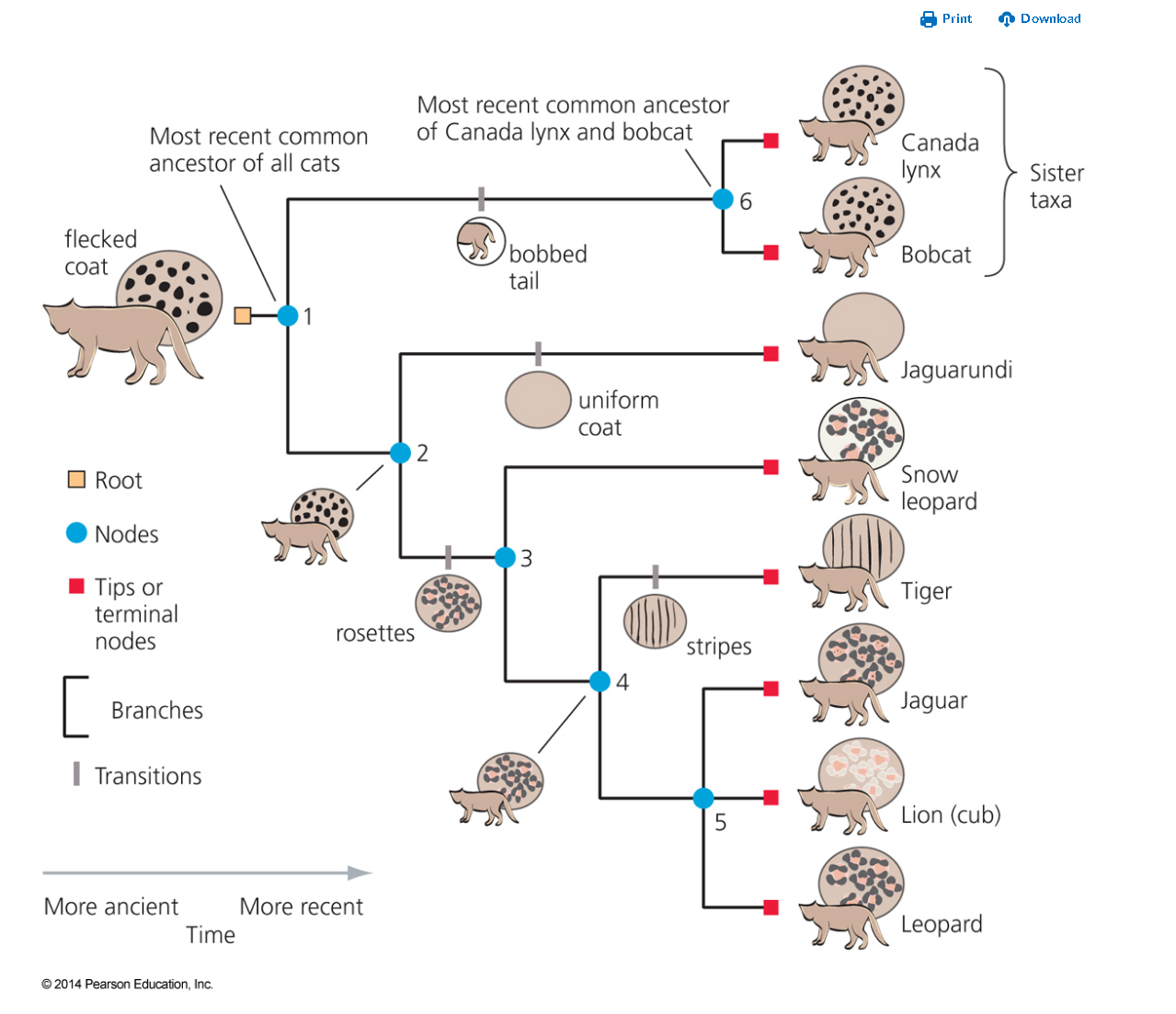 <p>how many clades are present?</p>