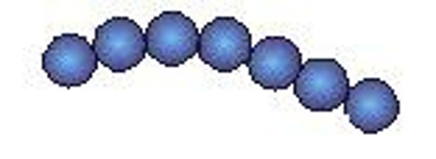 <p>twisted chains; streptococci</p>