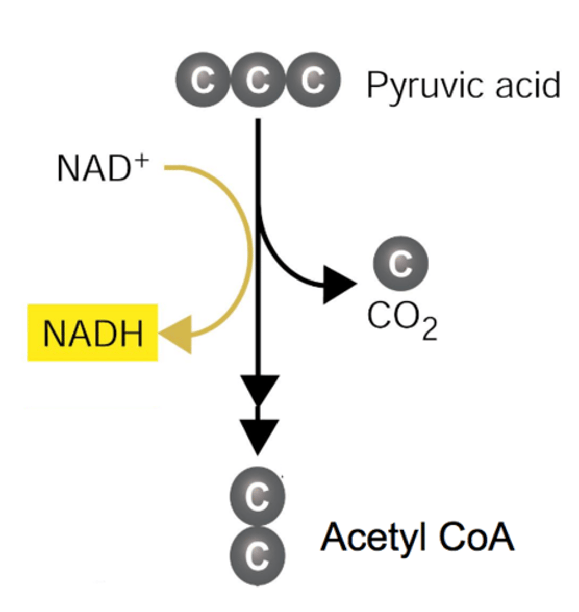 <p>An aerobic process that occurs when pyruvic acid (3-carbon compound) enters the mitochondrial matrix and combines with Coenzyme A to form acetyl CoA (2-carbon compound). During the process a CO2 is released and NAD+ is reduced NAD+ to produce NADH that will enter the ETC</p>