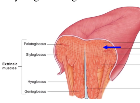 <p>intrinsic tongue muscle</p><p>attachments: lingual aponeurosis and top-to-bottom of tongue body</p><p>course: variable, but mostly length of tongue</p><p>function: flatten tongue</p>