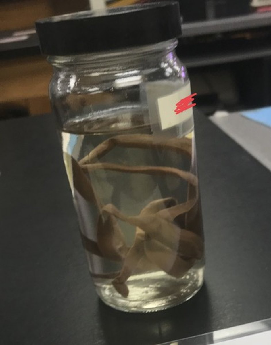 <p>For the following specimen(s), give the entire taxonomy and the name of the specimen(s)</p>