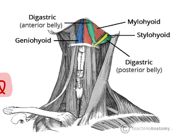 N →

C1 fibers through Hypoglossal 

\
A →

Elevates Hyoid bone and tongue 