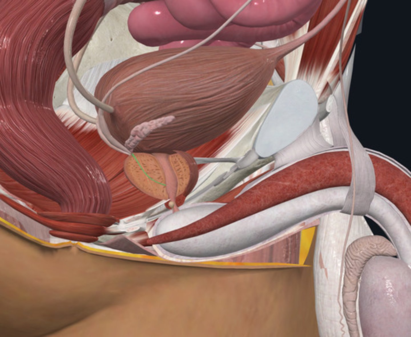 <p>ID Structure highlighted Green</p>