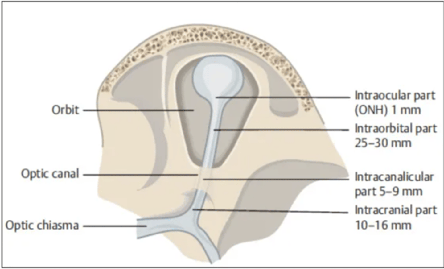 <p>Optic canal</p>