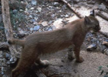 <p>Bobcat</p>
