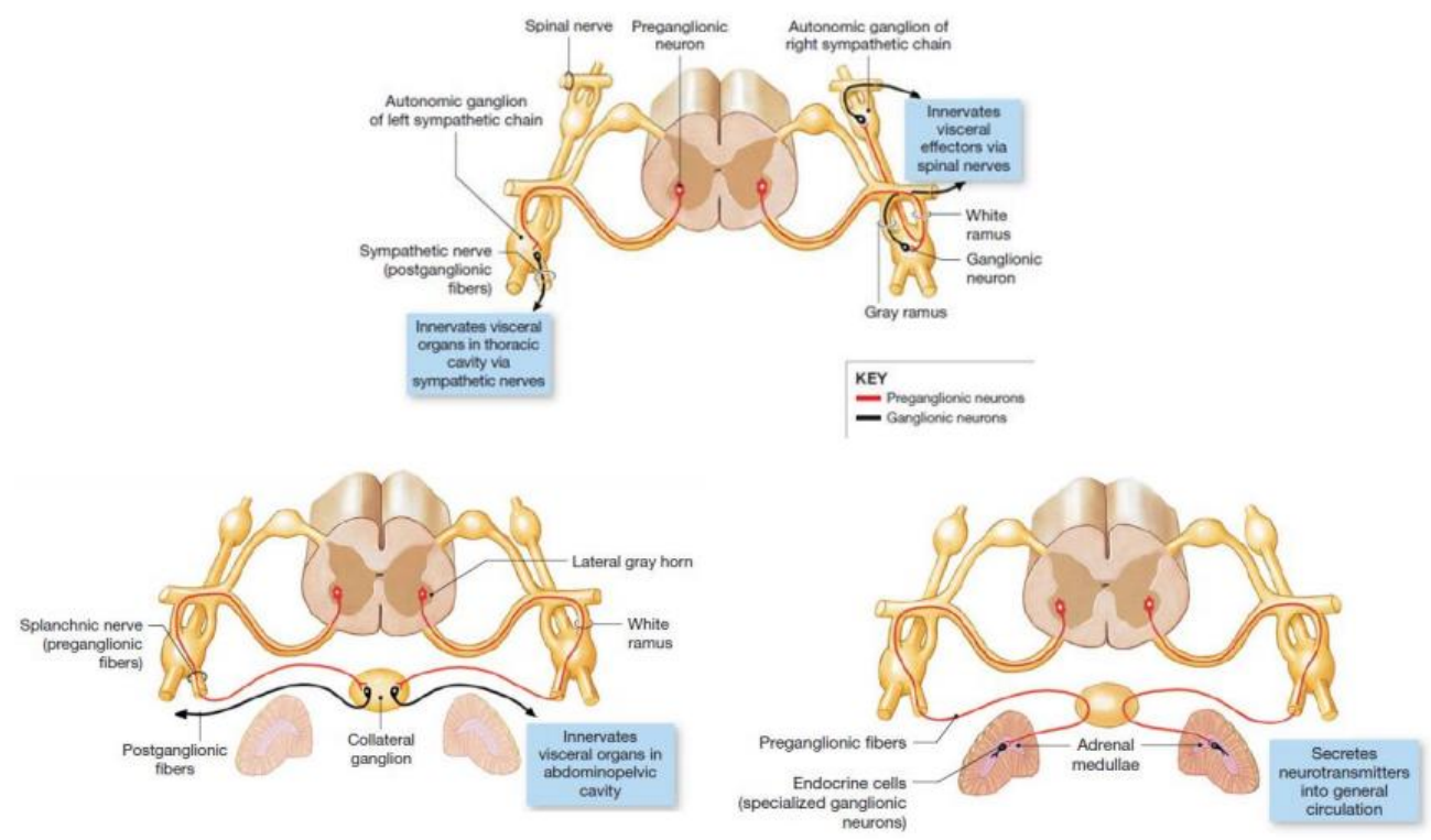 <p>De cada lado da medula espinhal, há vários gânglios autonómicos unidos por neurónios, havendo formação de cadeias.<br>Há uma cadeia à esquerda e outra à direita, tendo um trajeto distinto superiormente e acabando por convergir inferiormente, <strong>ao nível sagrado</strong>; as cadeias bilaterais fundem-se.<br>Como são bilaterais, os gânglios que dela fazem parte recebem o nome de para-vertebrais.<br>Há alguns gânglios que são excecionais, no sentido em que não são pares mas sim ímpares. Encontram-se anteriormente à coluna vertebral (gânglio celíaco e gânglio mesentérico superior e inferior), e são gânglios colaterais ou pré-vertebrais.<br>As fibras pré-ganglionares vão distribuir-se pelos diferentes gânglios. O gânglio pode fazer uma sinapse acima, abaixo ou fora da cadeia para-vertebral, e fazer sinapse num gânglio pré-vertebral.<br>O SN Simpático atua como <strong>"fight, fright or flight".</strong> Em situações de stress, o SN Simpático vai favorecer a <strong>sobrevivência do organismo. </strong></p>