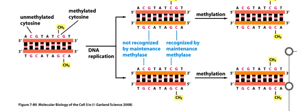 <p>maintenance methylase; there are no methyl groups on newly made DNA strand, the parent strand is methylated</p><p>involved in protecting active gene promoters from methylation</p><p></p>