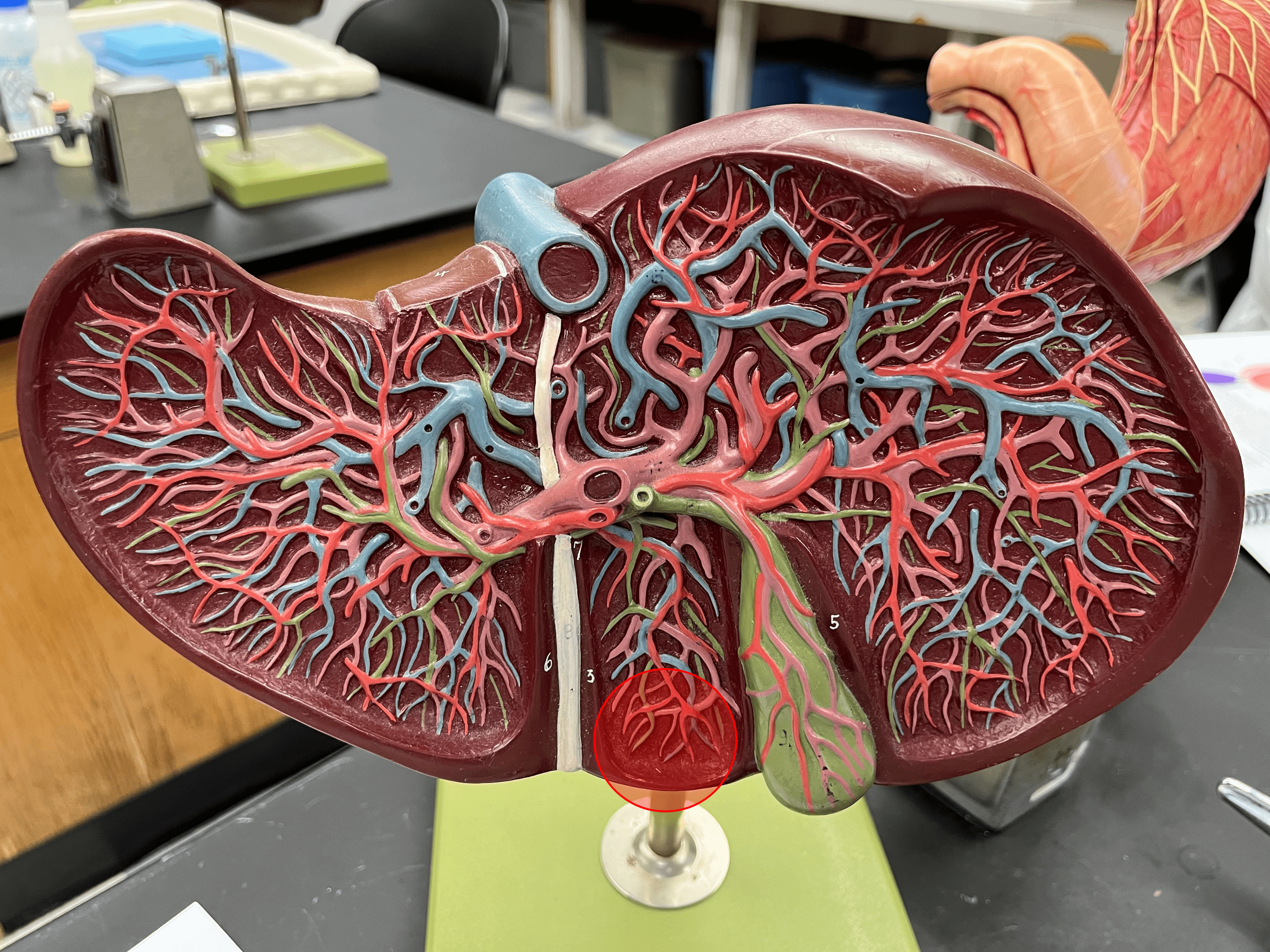 • A lobe of the liver.

• The inferior lobe on the posterior of the liver, next to the gallbladder.