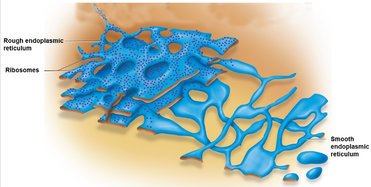 <p>Synthesizes, edits &amp; modifies proteins</p><ul><li><p>parallel, flattened sacs covered with ribosomes</p></li></ul><p></p>