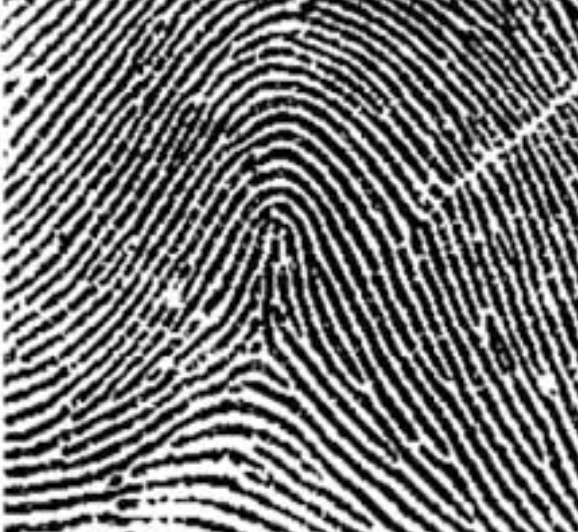 <p>type of print and characteristics</p>