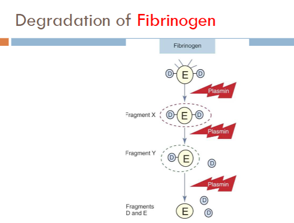 <ul><li><p><span>Products formed from fibrinogen cleavage</span></p><ul><li><p><span>Fragment X (trinodular structure)</span></p></li><li><p><span>Fragment Y (binodular D + E)</span></p></li><li><p><span>Fragments D and E (uninodular)</span></p></li></ul></li></ul><p></p>