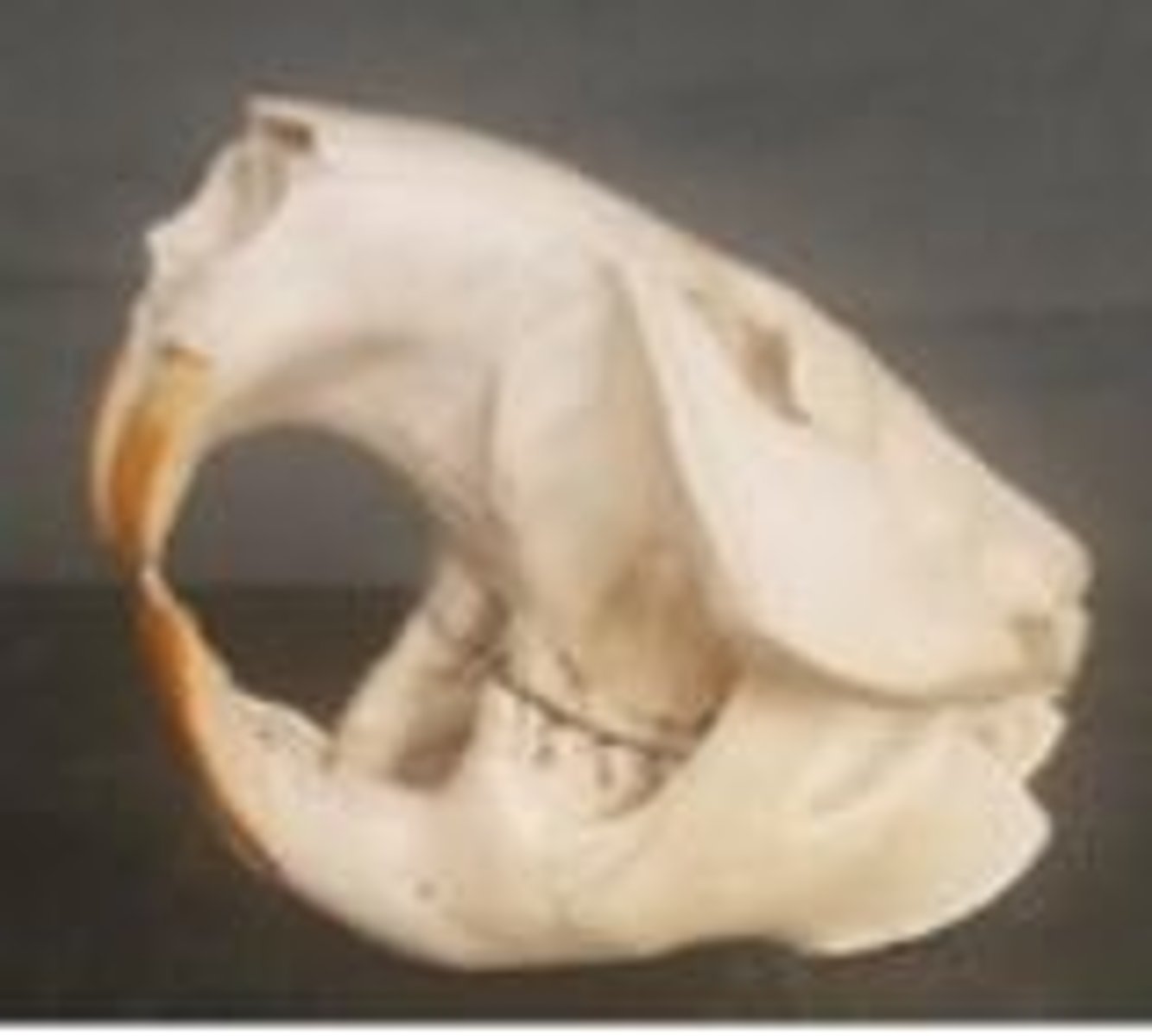 <p>What animal is this? Answer with "Skull" after animal name.</p>