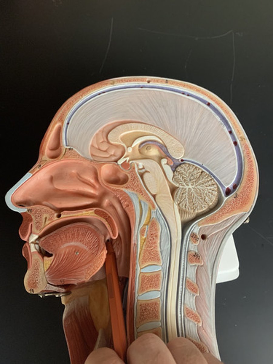 <p>1st arch, formed by palatoglossal muscle covered w/mucosa</p>