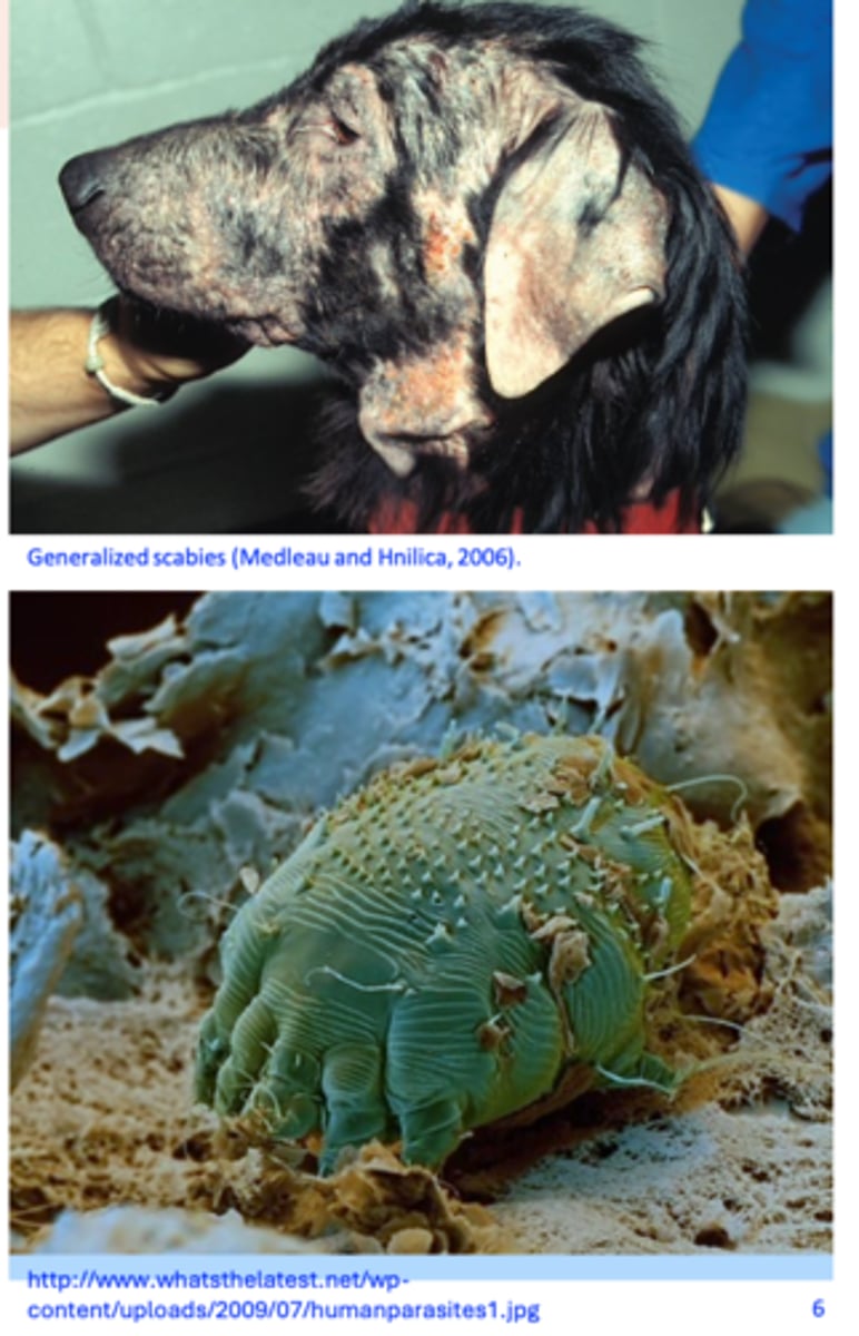 <p>Hosts: dog, rarely cats</p><p>Morphology</p><p>• Nothing regarding the morphology of the parasite has changed since we talked about Sarcoptes scabiei in pigs</p>