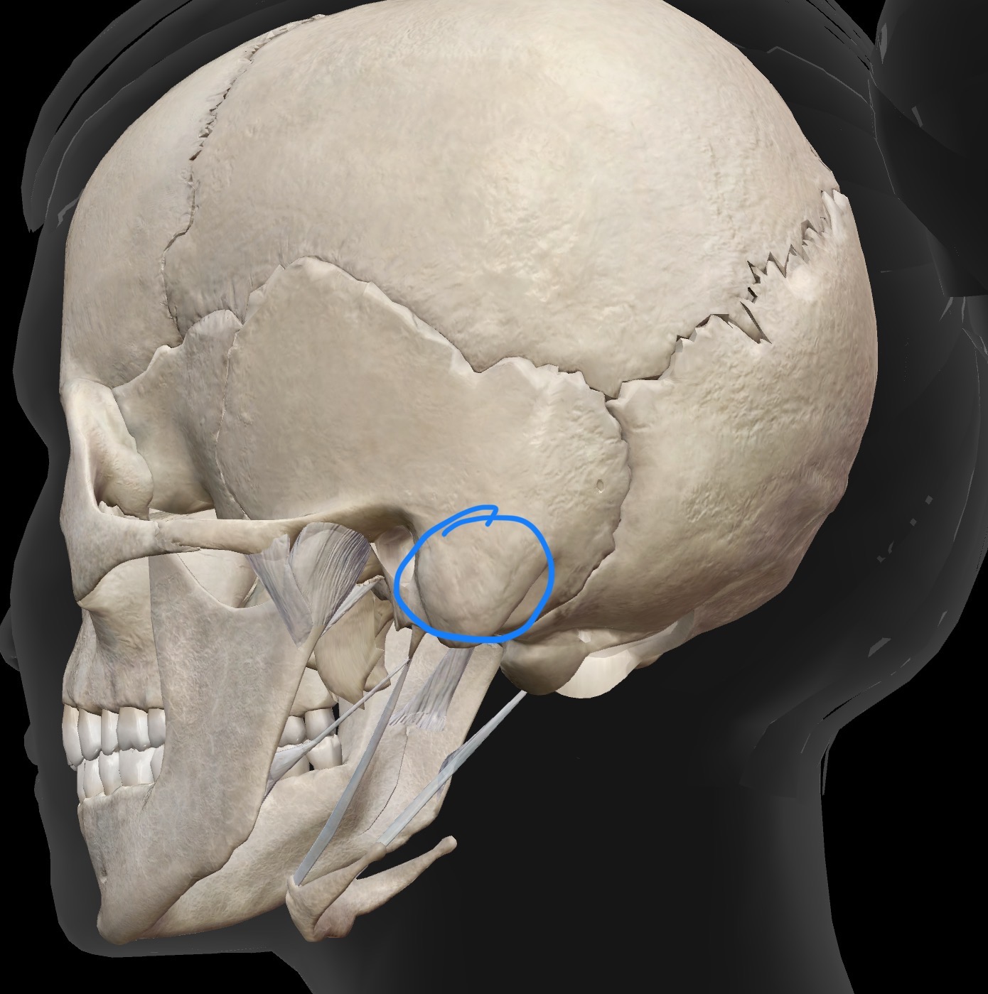 <p>What is this and what is its function?</p>