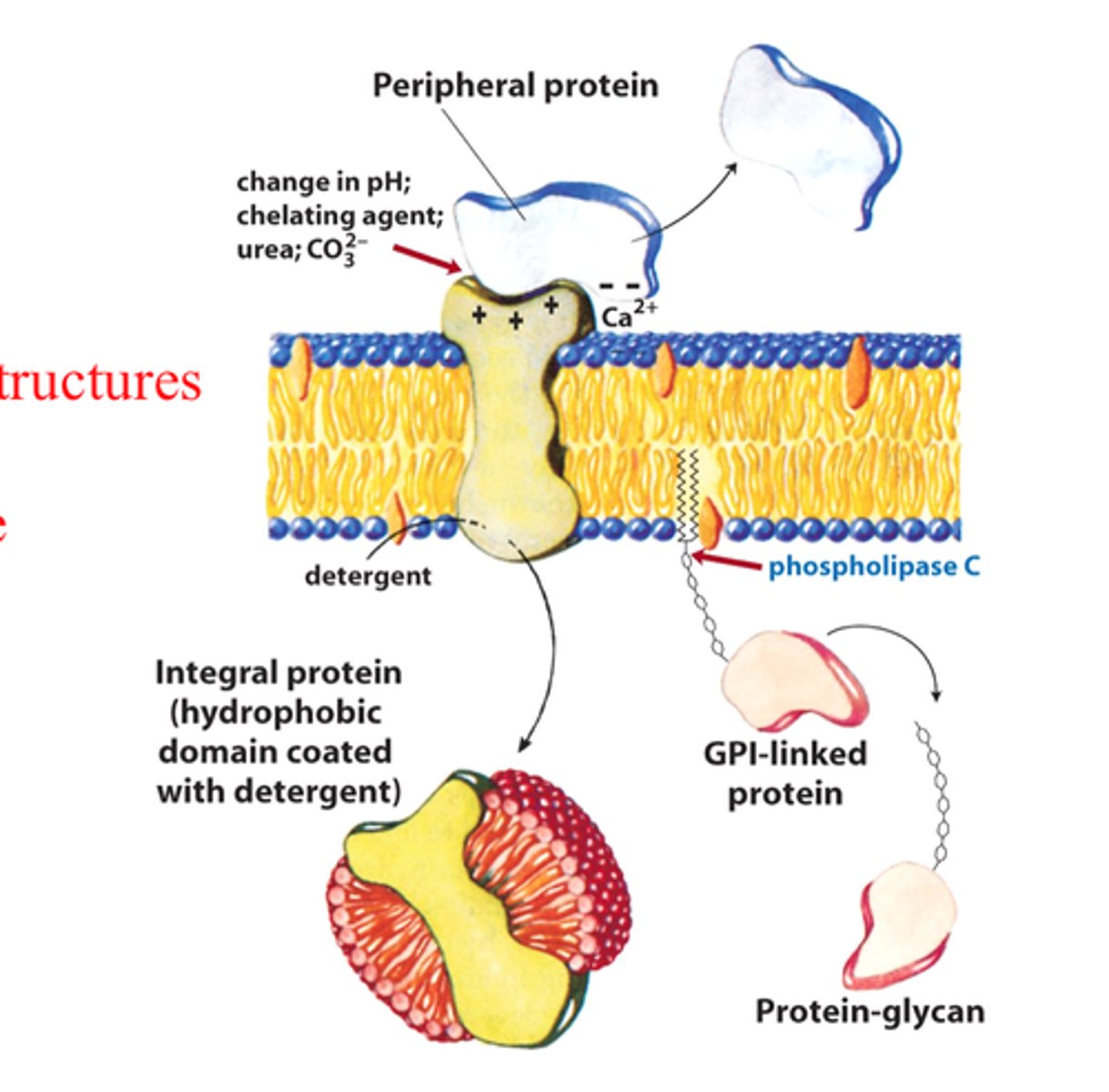 <p>- On the cell membrane's surface: either on the inside or the outside</p><p>- Help anchor the cell's skeleton</p><p>- They are noncovalently attached to either side of the membrane</p><p>- There are NO hydrophobic parts, so they can't be in the bilayer</p>