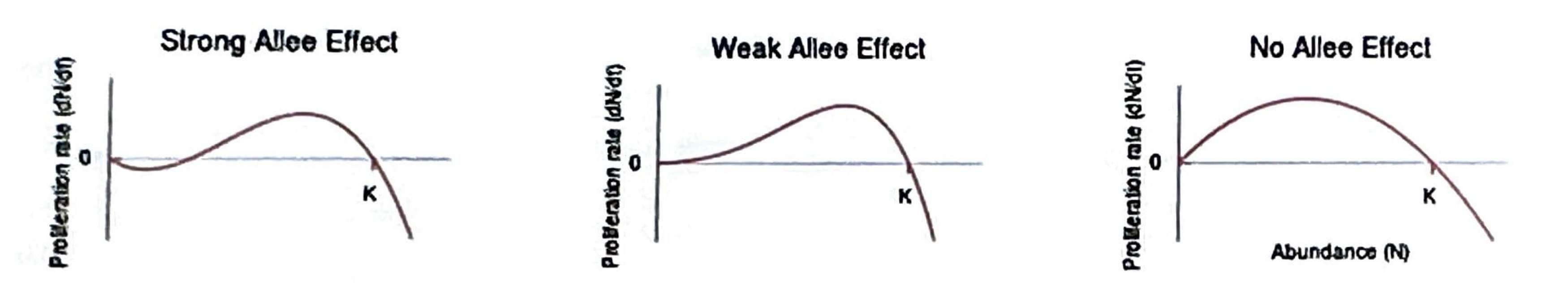 <p>a population's growth rate decreases at <strong>low population densities</strong> (small pop size) due to difficulties in finding mates or cooperative behaviors. </p><p>-mate limitation</p><p>-cooperative defense</p><p>-cooperative feeding </p><p>-environmental conditioning</p>