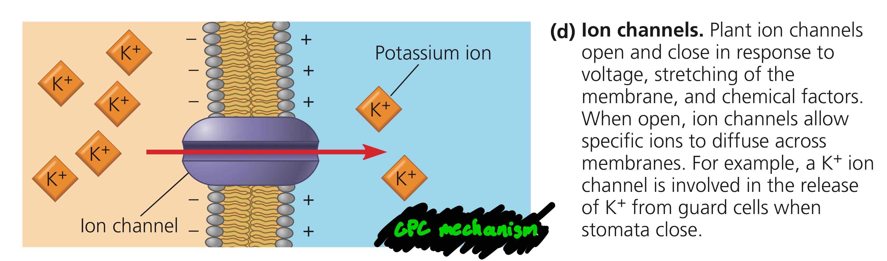 <p>In the GPC mechanism, the ion channels open and close in response to voltage, stretching of the membrane, and chemical factors, allowing specific ions to diffuse across the membranes.</p>