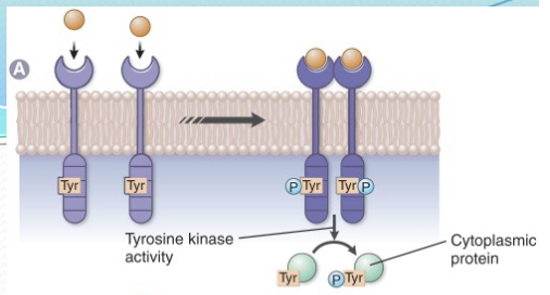 * largest group of this receptor class
* Endrogenous ligands: insulin, PDGF, VEGF
* Effectors include SH2 domains on other signalling molecules like Grb2
* Drugs: Imatinab (Gleevec®)-TK inhibitor
  * Anticancer agent: targets BCR-Abl TK; \n underlies chronic myelogenous leukemia