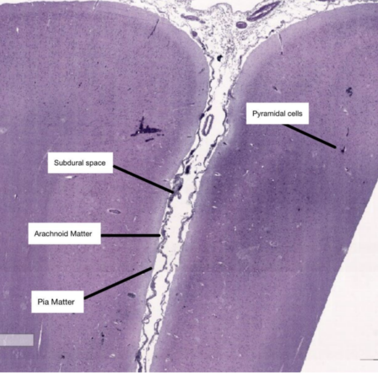 <p>Identify the specimen.</p>