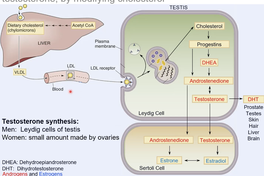 <ul><li><p>cholesterol modified into steroid hormone</p></li><li><p>VLDL → LDL → testis </p></li><li><p>made in leydig cells of testes</p></li><li><p>in women testosterone → estradiol really quickly</p></li></ul><p></p>