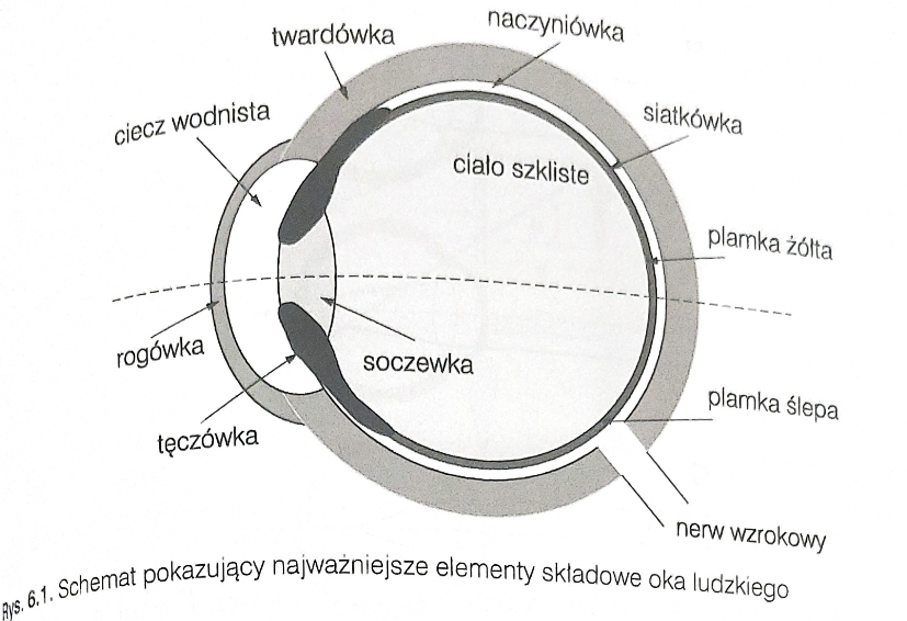 <p>soczewki i rogówki</p>