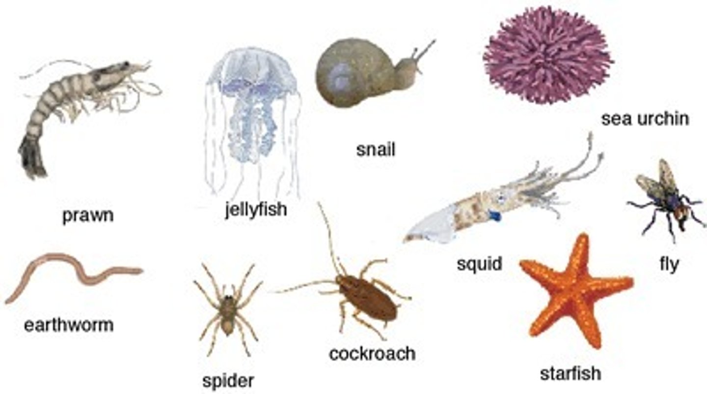 <p>ªAnimals without a backbone</p><p>ª 96% of all described species of animals</p><p>ª Heterogeneous assemblage of groups (&gt;35 phyla)</p><p>ª No single positive character in common</p><p>ª Gateway to diversity of animal life</p>
