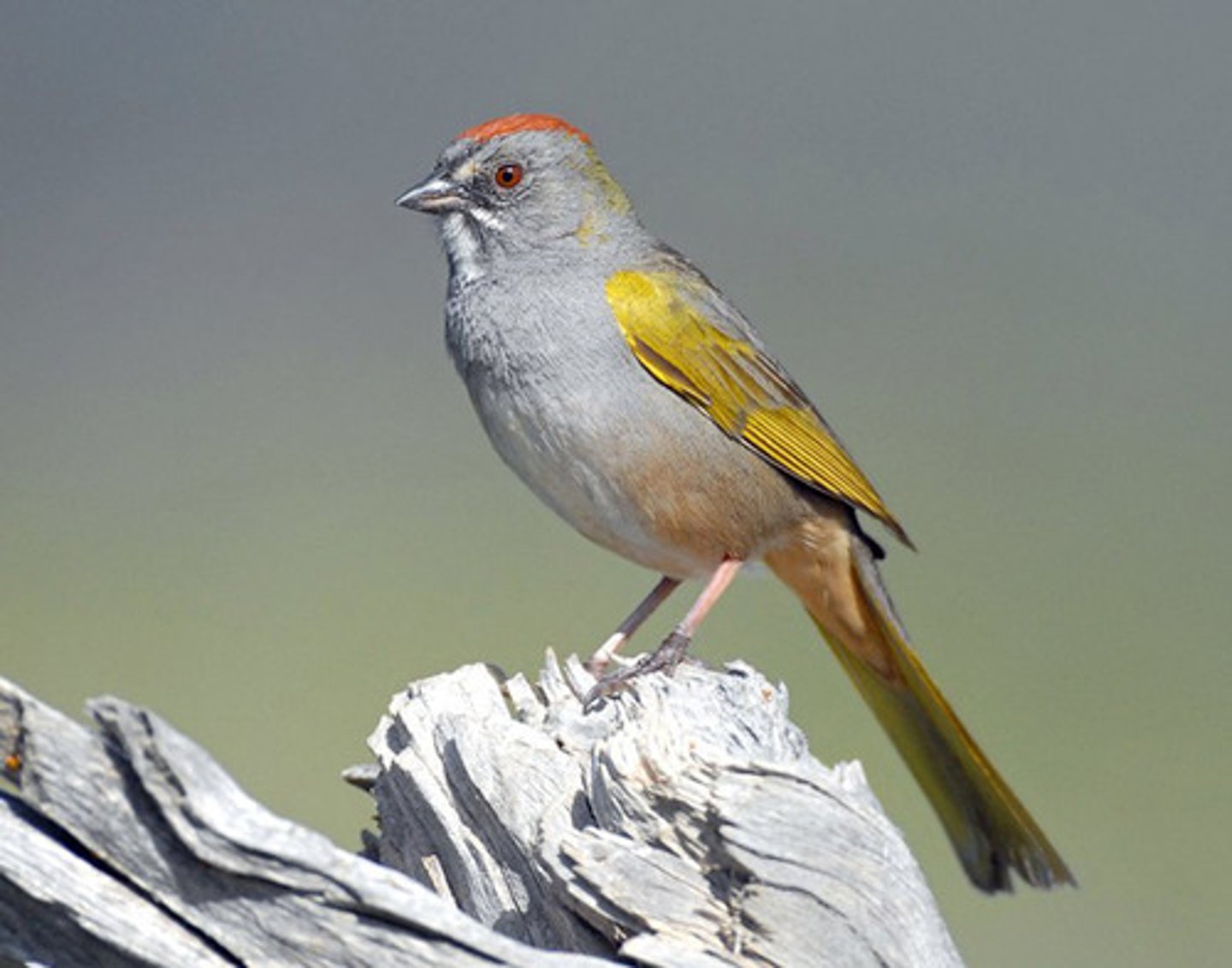 <p>scrub and woodland</p>