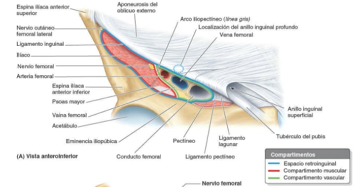 <p>¿Qué es el espacio retroinguinal?</p>