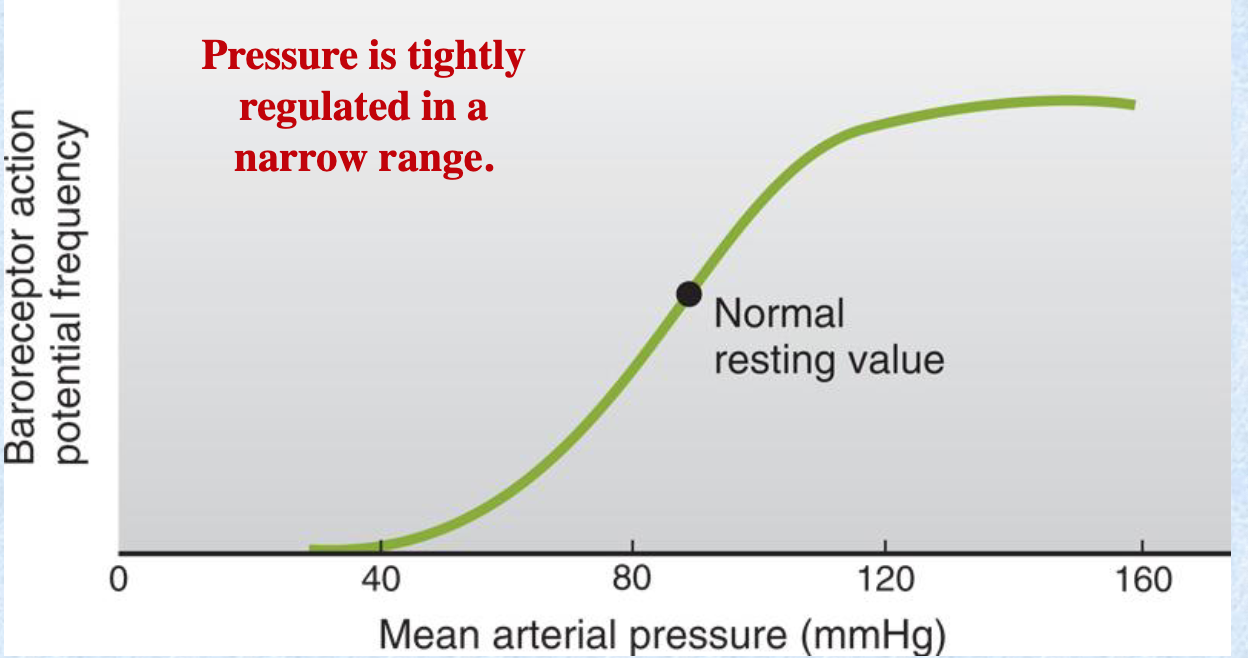 <p>narrow</p><p></p><p>At a certain high MAP value, baroreceptor AP frequency starts to plateau </p>