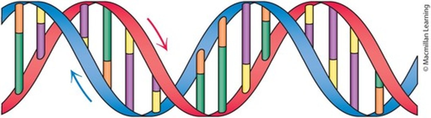 <p>It forms a double helix structure with specific base pairs held together by hydrogen bonds.</p>