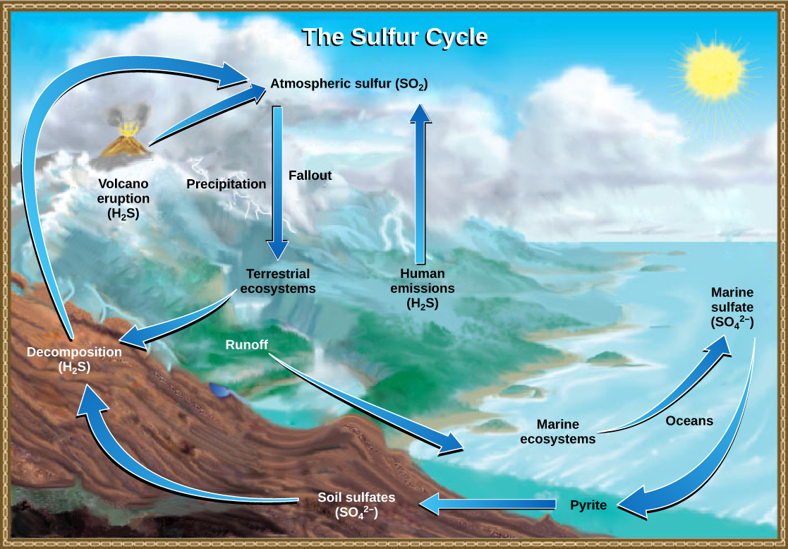 <p>the movement of sulfur through the geosphere and biosphere.</p>