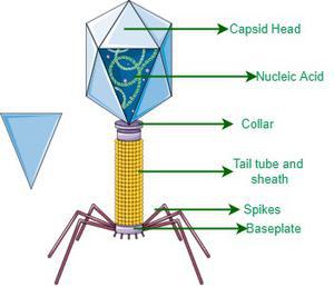 <p>A type of protein that forms the outer shell of a virus, encapsulating its genetic material. </p>