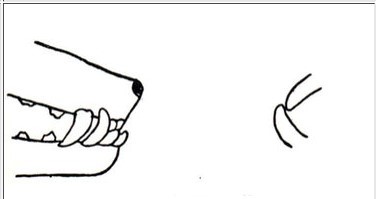 <p>low jaw protruding further than the upper jaw</p>