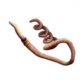 <p>Saccoglossus</p>