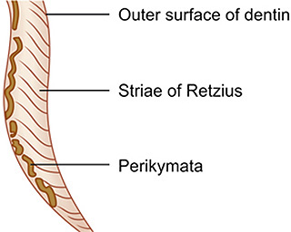<p>incremental lines or bands that appear in tooth enamel</p>