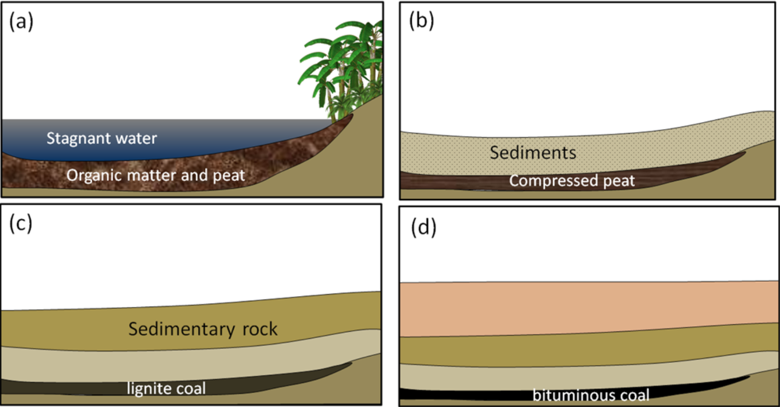 <p><strong>peat</strong>: poo/dead stuff (organic matter) piles up @ bottom of lake, pond, river | wet</p><p>~ 1 million yrs later ~</p><p><strong>lignite</strong>: after lots of yrs the organic matter is underground now —&gt; water gets squeezed out, matter is packed together</p><p>~ 1 million yrs later ~</p><p><strong>bituminous</strong>: u can now mine it, further underground, has <u>high sulfur</u> tho (lots of impurities) —&gt; acid rain due to sulfur emissions </p><p>~ 1 million yrs later ~</p><p><strong>anthracite</strong>: hardest, highest carbon, burn the best, <u>cleaner</u></p>