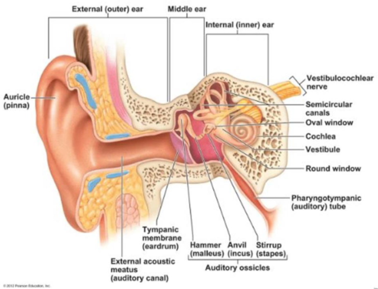 <ul><li><p><strong>Auricle: </strong>what most people call the “ear” - the shell-shaped structure surrounding the auditory canal opening. </p></li><li><p><strong>External acoustic meatus: </strong>a short, narrow chamber carved into the temporal bone of the skull; in its skin-lined walls are the <strong>ceruminous glands,</strong> which secrete waxy, <strong>yellow cerumen/earwax,</strong> which provides a sticky trap for foreign bodies.</p></li><li><p><strong>Tympanic membrane (eardrum): </strong>sound waves entering the auditory canal eventually hit the <strong>eardrum </strong>and cause it to vibrate; the canal ends at the ear drum, which separates the external ear from the middle ear. </p></li></ul><p></p>
