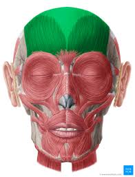 <p>epicranius muscle; covers entire top of skull; double bellied [draws scalp back and forth] <em>Origin: base of occipital bone Insertion: into the skin of the eyebrow and nose</em></p>