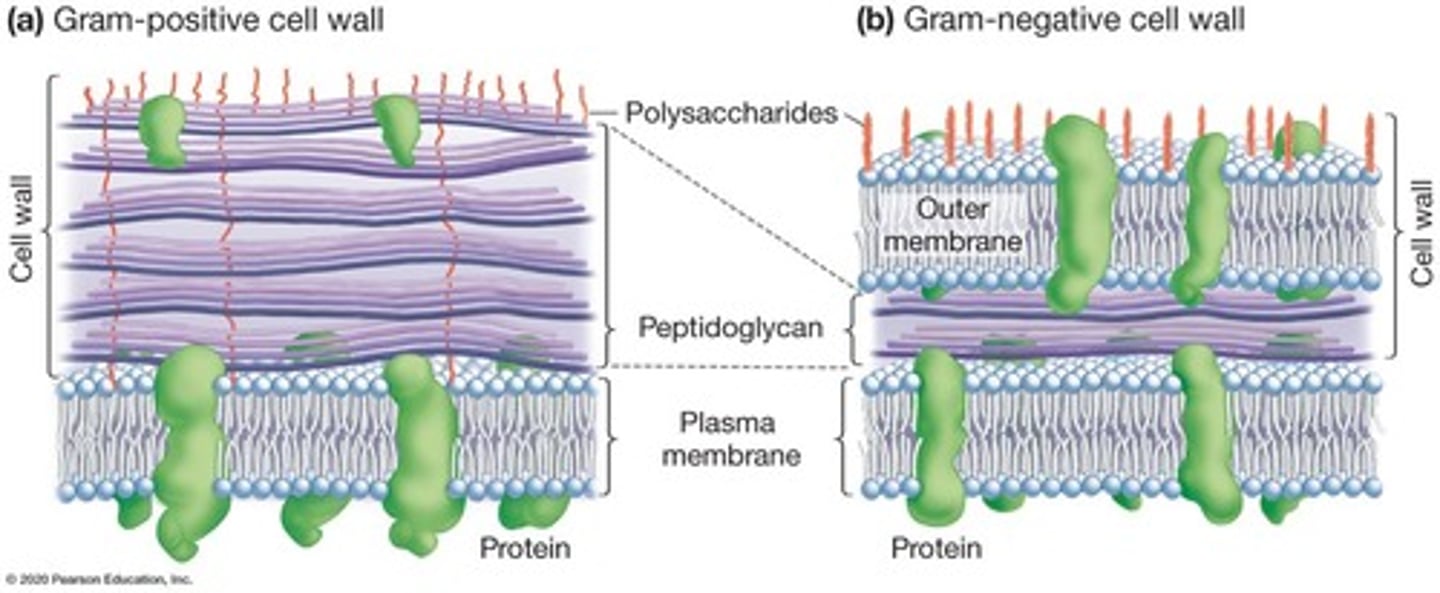 <p>Bacteria with thick peptidoglycan layers, appear purple.</p>