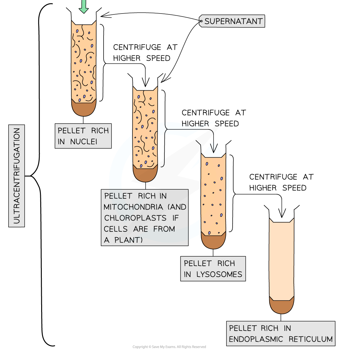 <p>The <strong>faster</strong> the <strong>spinning</strong> the <strong>greater</strong> the <strong>force</strong>, so at <strong>slower speeds larger fragments collect</strong> at <strong>bottom</strong> of tube forming a <strong>pellet</strong>. <strong>Smaller</strong> ones <strong>remain</strong> near the <strong>top</strong> and stay suspended in a liquid called <strong>supernatant</strong>. When <strong>re-spun</strong> at <strong>higher</strong> speeds the <strong>smaller</strong> organelles will <strong>collect</strong> at <strong>bottom</strong> forming a new pellet. </p>