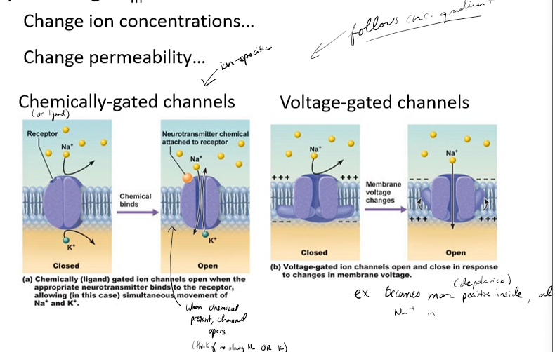 <p>What are voltage-gated channels and when are they used in neurons?</p>