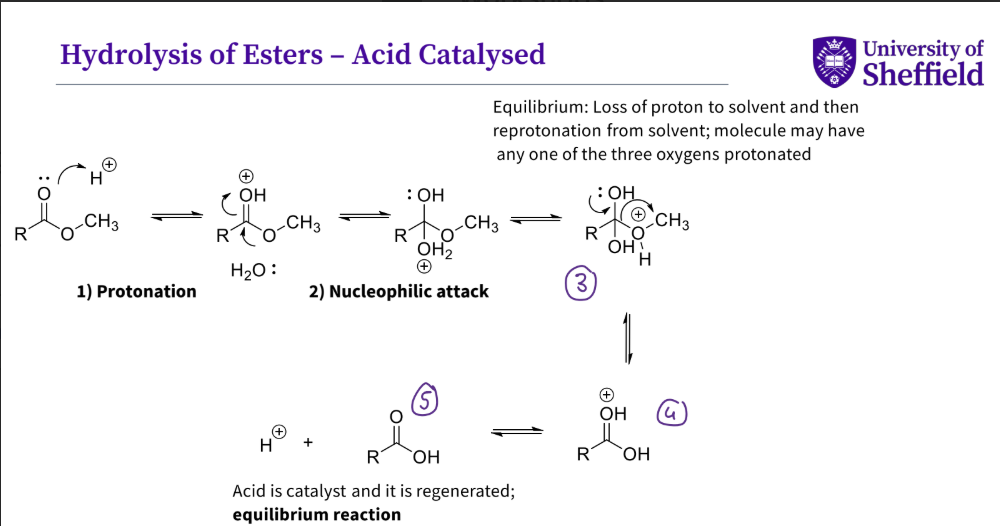 <ol><li><p>protonation </p></li><li><p>nucleophilic attack by water , hydrogen is lost </p></li><li><p>the double bond reforms and the alcohol group is kicked out </p></li><li><p>there is a positive charge on double bonded hydroxyl groups , hydrogen leaves </p></li><li><p>the alcohol and proton is regenerated </p></li></ol><p></p>