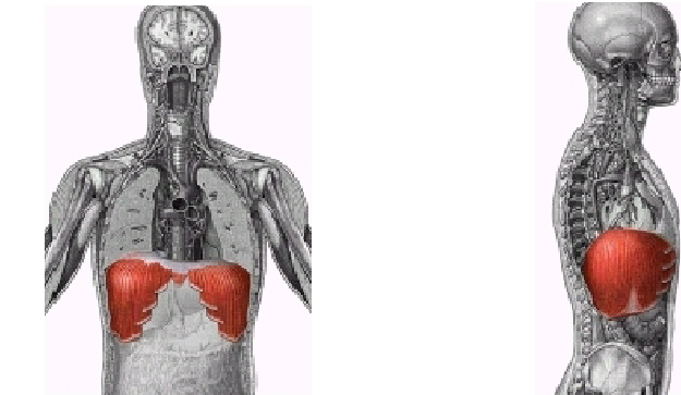 <p>What muscle is this?</p>