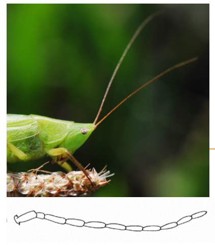<p>Filiform Antennae</p>