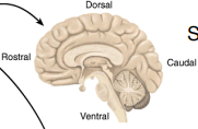 <p>vertical plane that divides the brain into left and right sections</p>