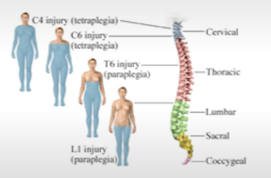 <ul><li><p>local reflex: tactile stimulation, sacral segments of the spinal cord, okay after higher transection</p></li><li><p>CNS reflex: psychogenic/visual stimulation, thoracic and lumbar segments, spared in case of sacral damage</p></li></ul><p></p>