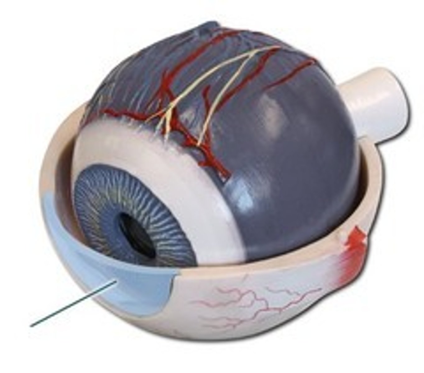 <p>The clear tissue that covers the front of the eye. It acts like a lens to focus the light rays into the pupil</p>