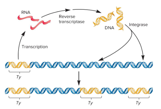 <p>What two key enzymes are required for LTR retrotransposan movement (require an RNA intermediate)?</p>