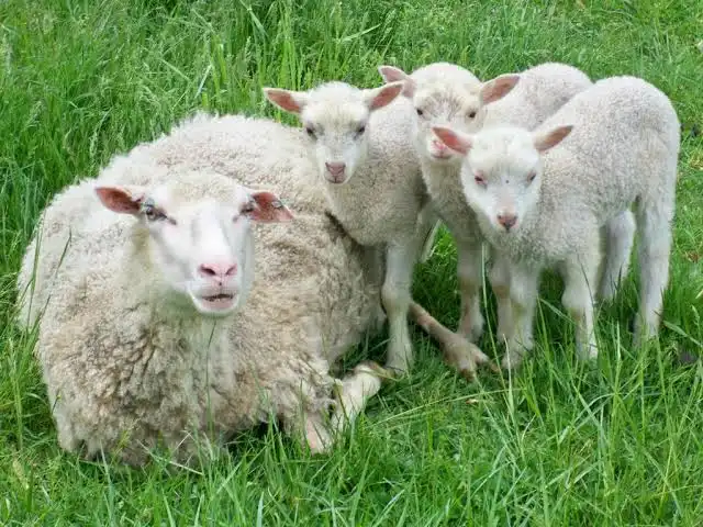 <p>High fertility, milk well, good maternal instincts</p><p>high lamb survivability</p><p>produce 4-5 lambs</p><p>very tough</p><p>small, no muscle&nbsp;</p><p>tails are NOT docked</p>